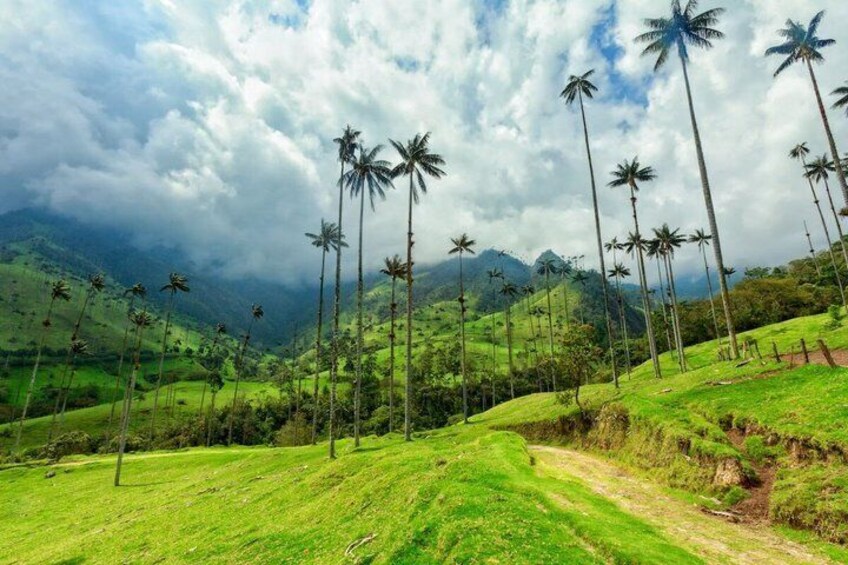 A lush green landscape with palm trees and a mountain range in the background. 4
