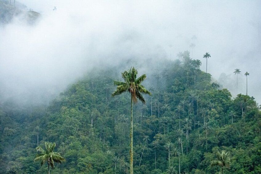 A misty mountain landscape with palm trees. 3