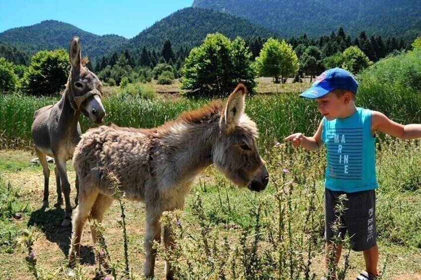 A child with two donkeys in a field with mountains in the background. 1