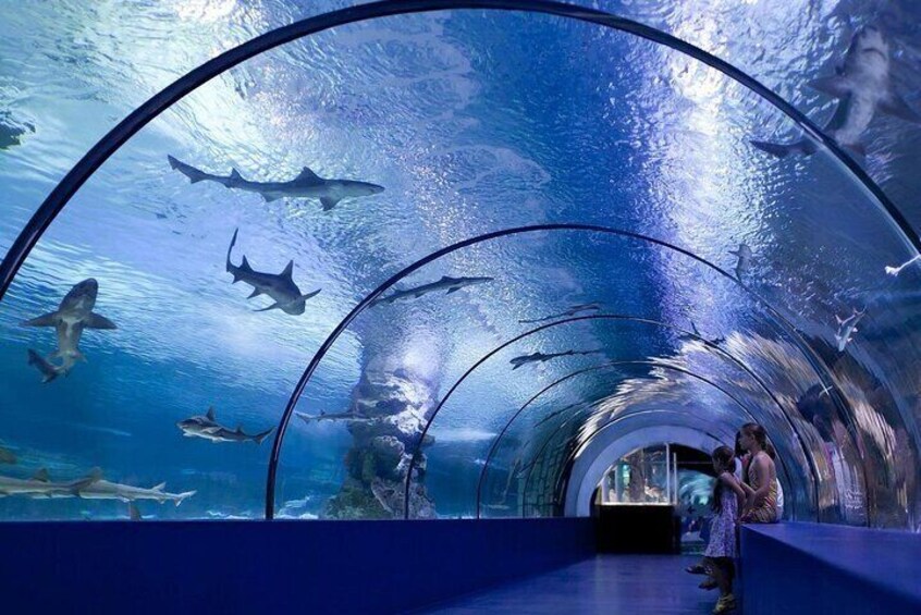 An underwater tunnel with sharks swimming inside. 2