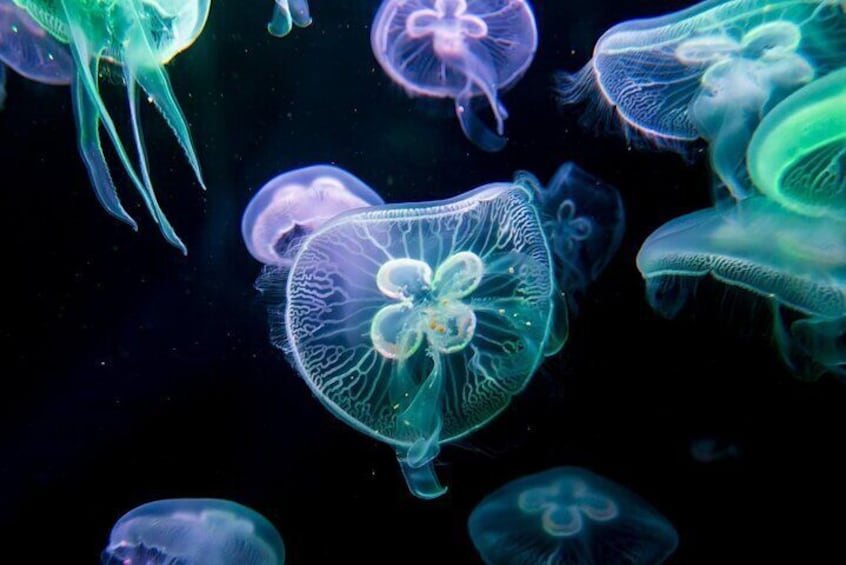 Various jellyfish in the ocean. 5