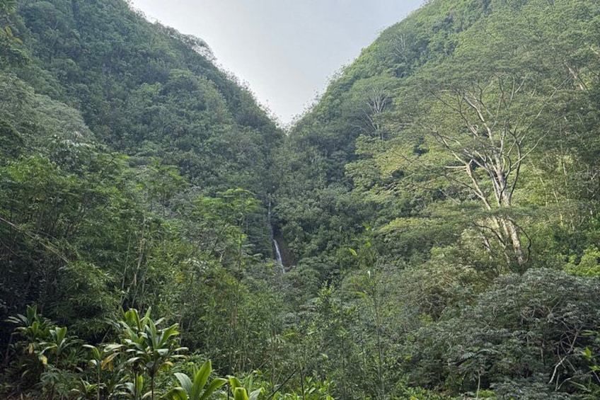 A lush green valley with dense vegetation and a waterfall. 4