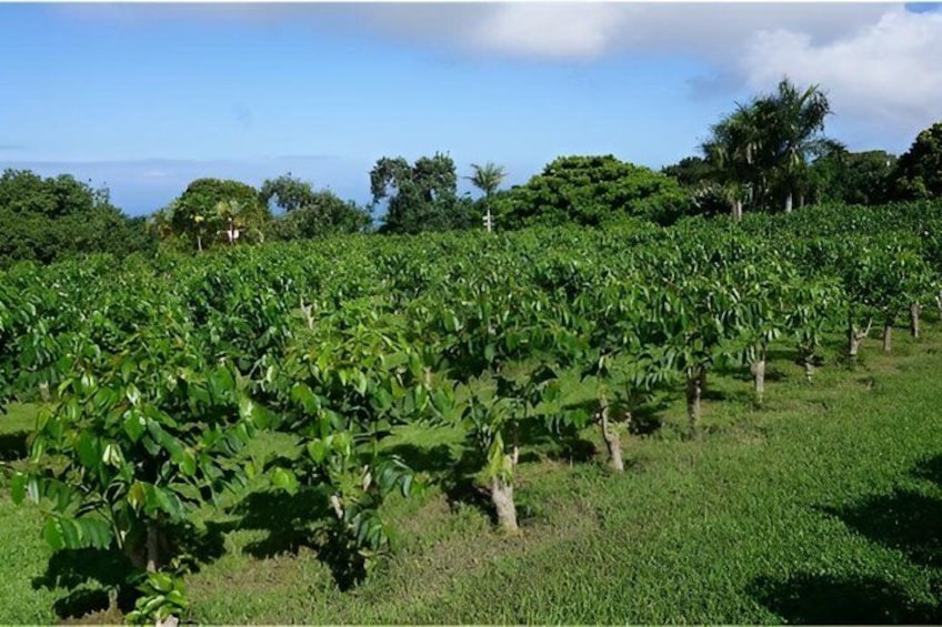 A lush green field with rows of banana plants. 4