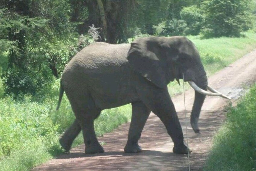 An elephant walking on a dirt path surrounded by greenery. 5