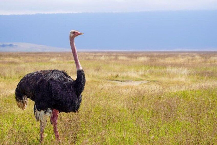 An ostrich in a grassy field with a clear sky. 1