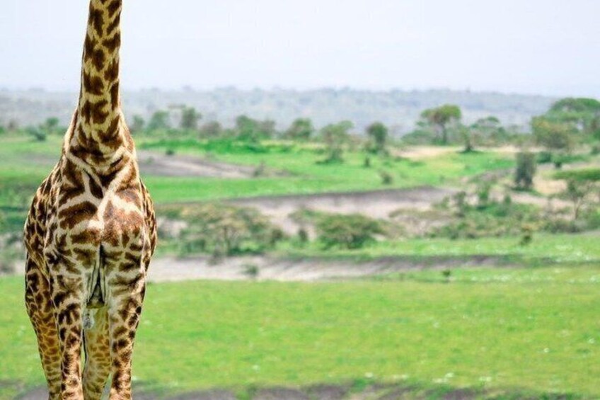8 Day Wilderness Expedition Serengeti and Ngorongoro Odyssey 2