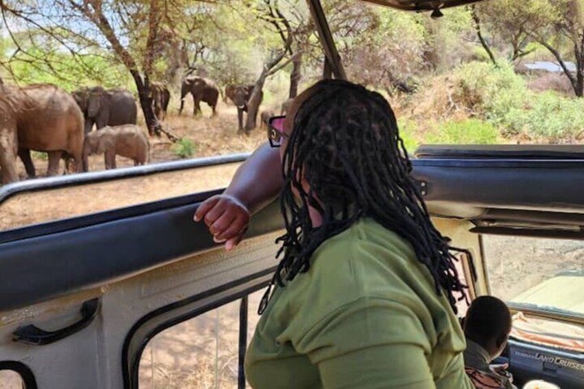 A person with dreadlocks leaning out of a vehicle window, observing elephants in a natural setting. 4