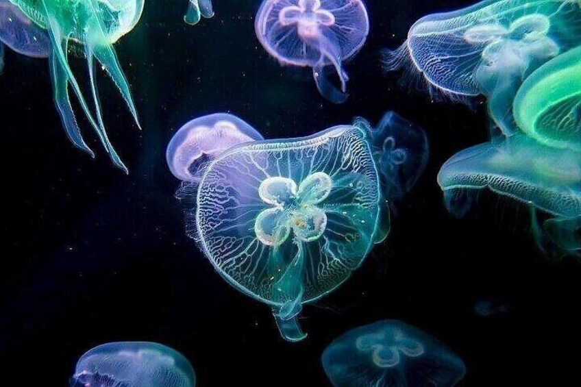 A variety of jellyfish in different colors against a dark background. 3