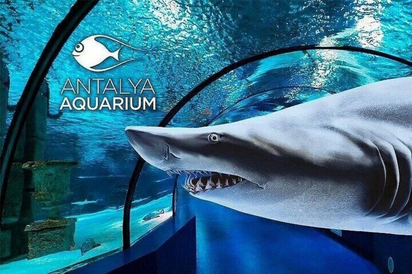 A shark in an aquarium tank with a clear view of the water and a logo for the Antalya Aquarium. 1