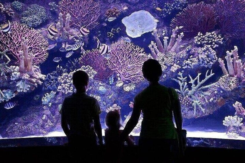 Silhouettes of people observing an aquarium with various marine life and coral displays. 2