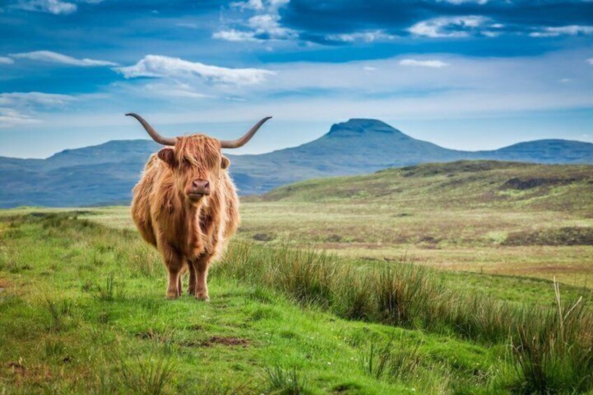 A Highland cow on a grassy field with mountains in the background. 3