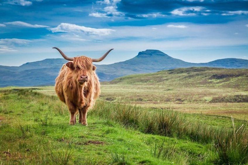 A Highland cow in a grassy field with mountains in the background. 3