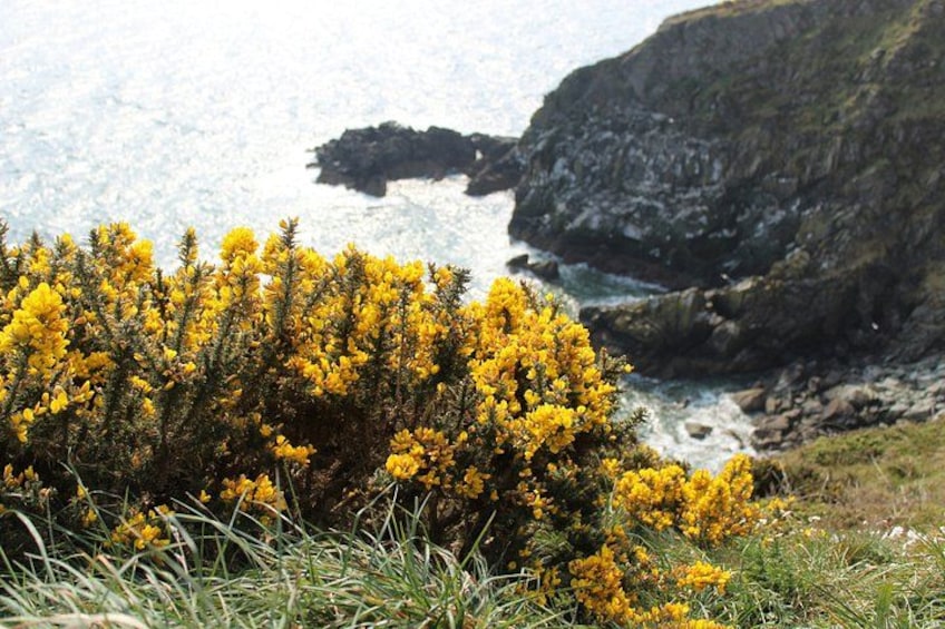 A coastal landscape with yellow flowering shrubs and rocky cliffs. 3