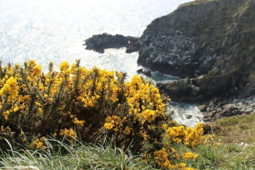 A coastal landscape with yellow flowering shrubs and rocky cliffs. 3