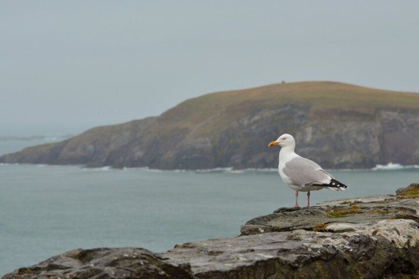 A seagull standing on a rocky outcrop by the sea with a hilly coastline in the background. 1
