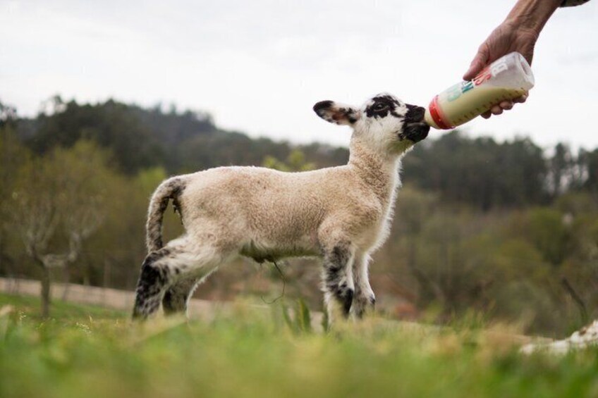 A lamb drinking from a bottle held by a person. 5