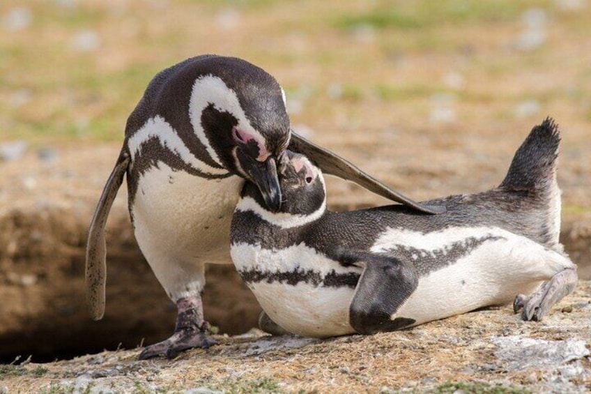 Two penguins on a rocky surface. 1