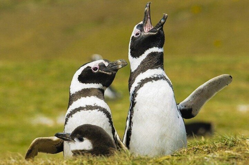Two penguins on grass with one standing upright. 4