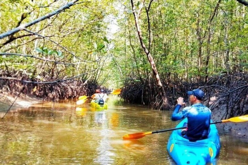 A person kayaking on a river surrounded by mangrove trees. 1