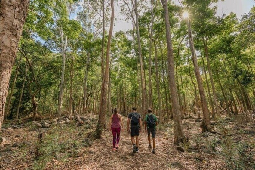 Three people walking through a forest with tall trees and sunlight filtering through. 5