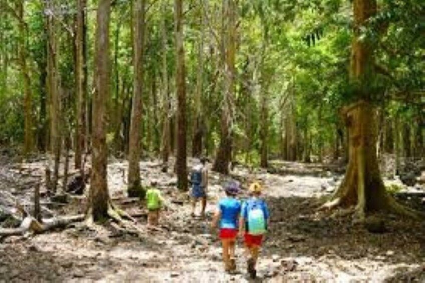 A forest with hikers walking on a dirt path. 2