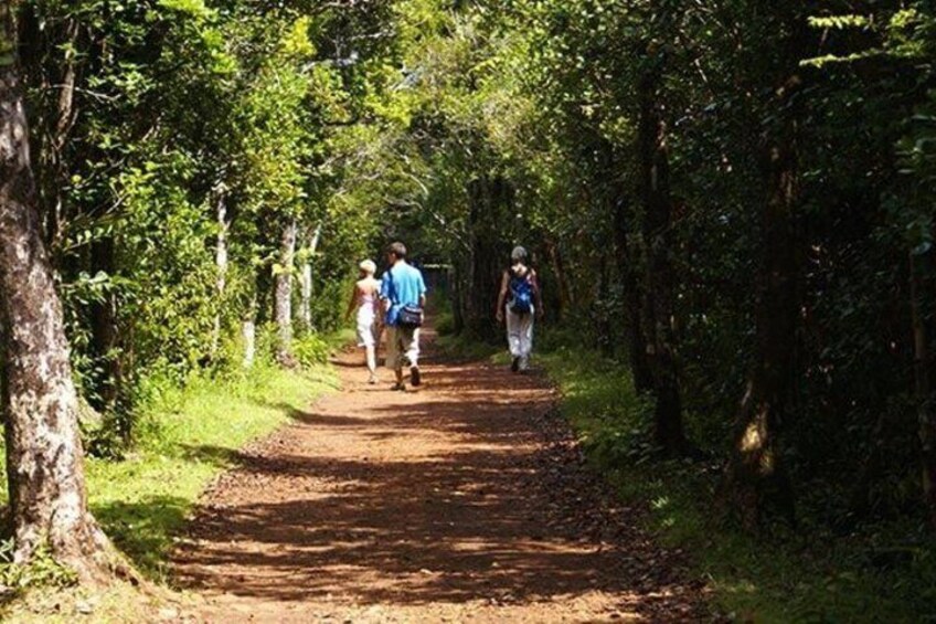 A dirt path through a forest with trees on both sides. 3
