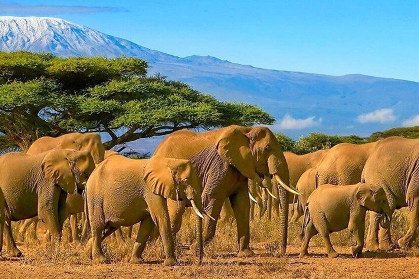 A herd of elephants in a dry grassland with a mountain in the background. 1