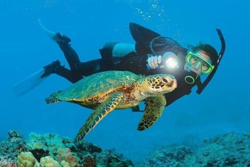 A diver with a sea turtle swimming close by. 2