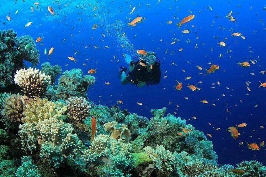A diver surrounded by vibrant coral reefs and schools of fish. 3