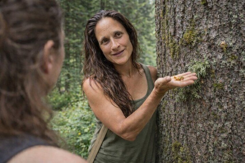 Guided Forest Walk and Pine Resin Salve Making in Salzburg 5