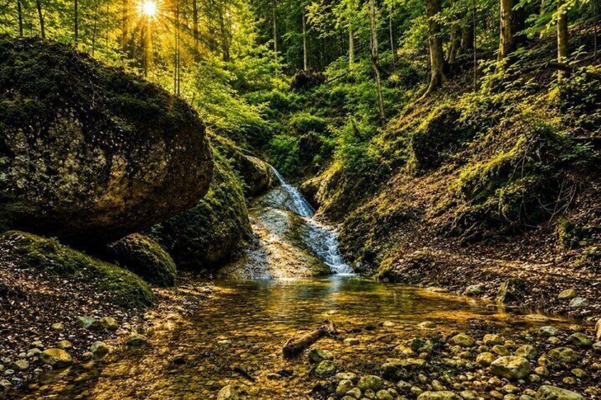Guided Forest Walk and Pine Resin Salve Making in Salzburg 3