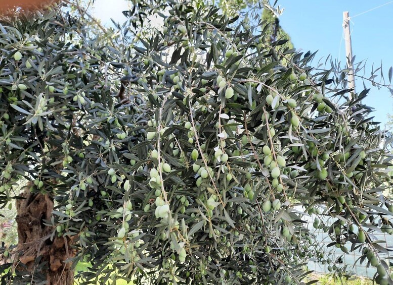 A dense olive tree with numerous green olives. 4
