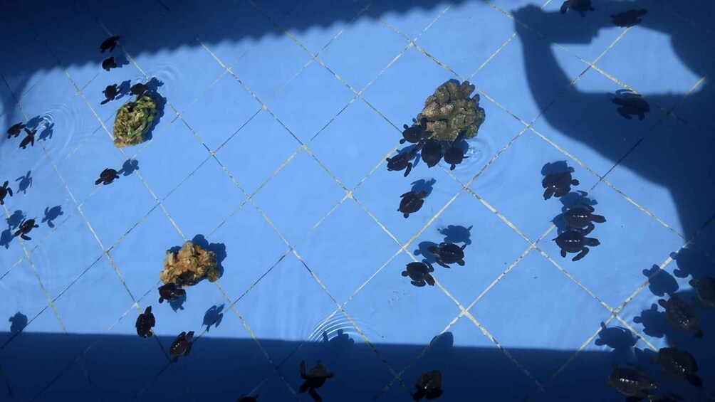 A blue tiled floor with shadows of turtles and a net structure. 1