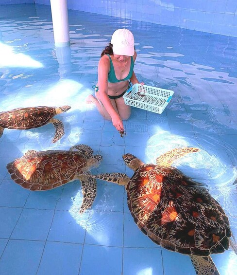 A person in a pool with two sea turtles. 1