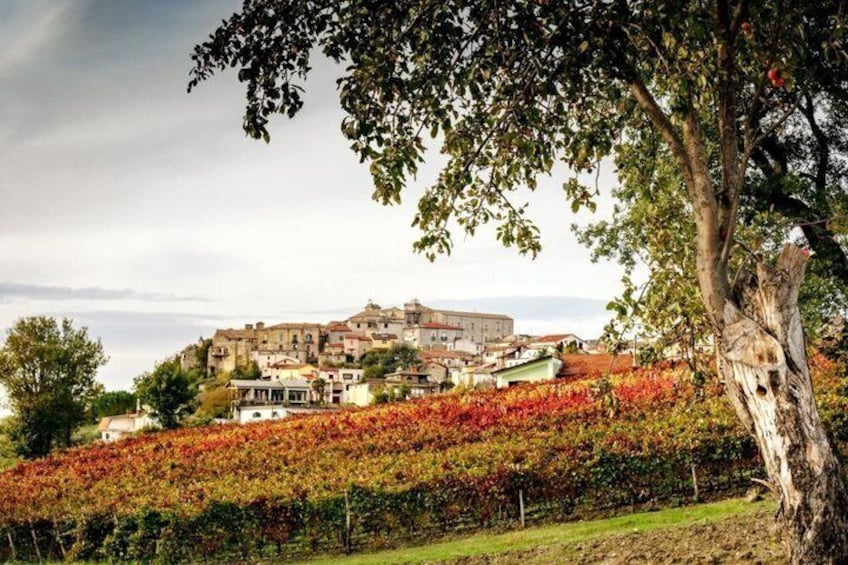 DOCG Wines and Local Delights in Avellino Taurasi Tasting 4