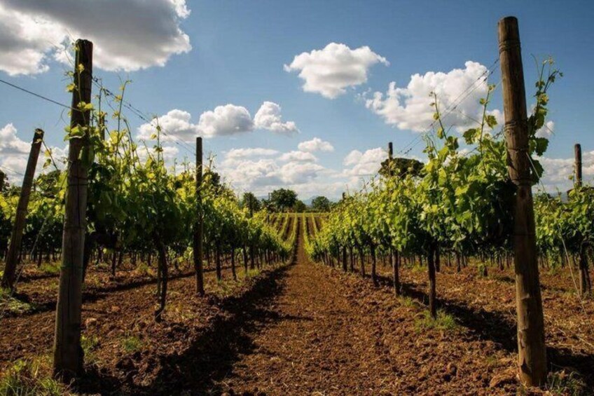 A vineyard with rows of grapevines under a clear sky. 1