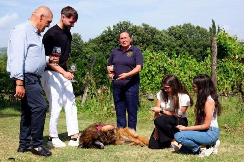 A group of people in a vineyard with a dog lying on the grass. 3