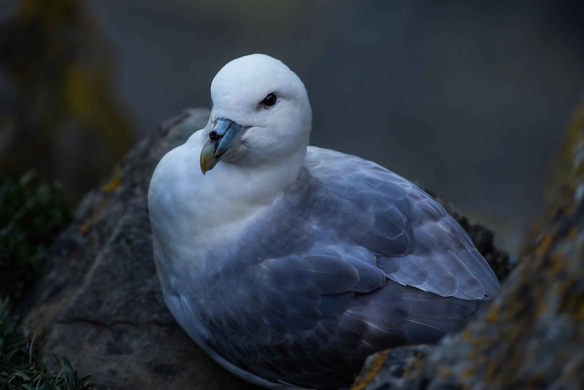 A pigeon with white and grey feathers, sitting on a rock. 5