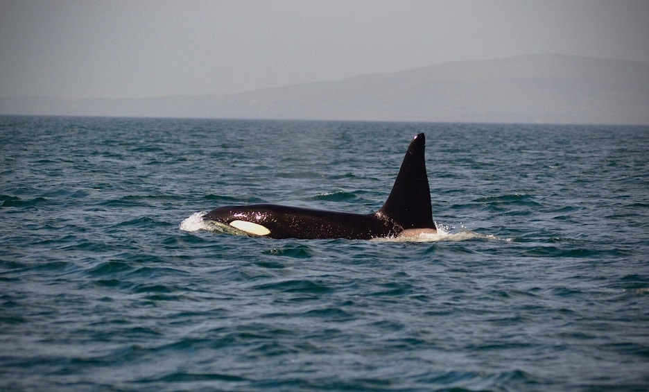 A whale with a black back and white underside swimming in the ocean. 3