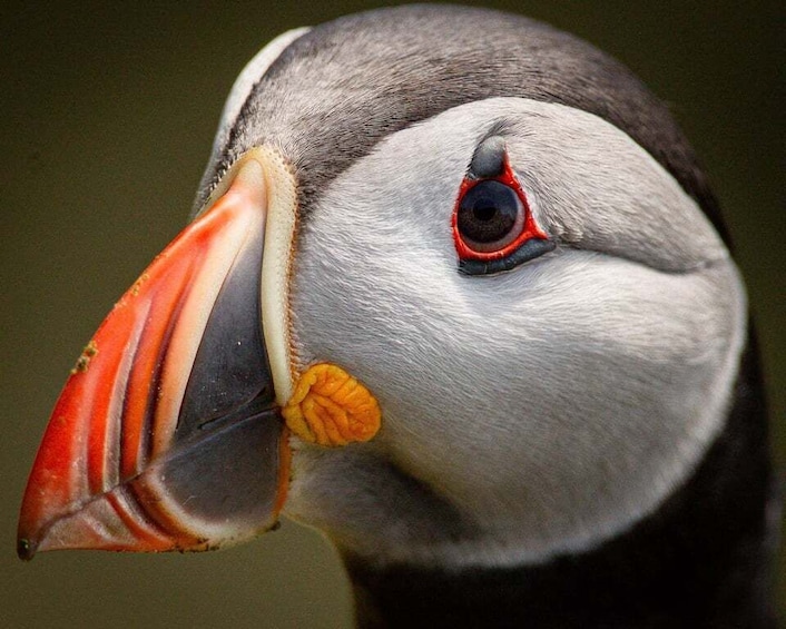 A close-up of a puffin's head, highlighting its distinctive beak and eye. 1