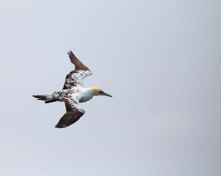A bird in flight against a cloudy sky. 4