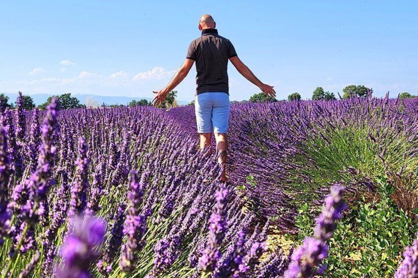 A person walking through a lavender field. 4