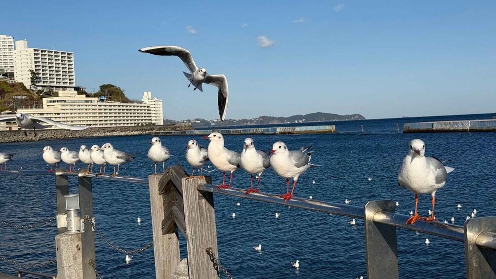 Seagulls perched on a railing by the water with a cruise ship and buildings in the background. 5