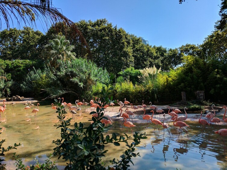 A pond with pink flamingos and lush greenery. 4