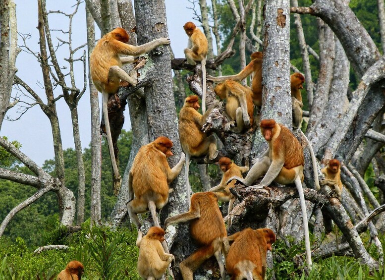 A group of monkeys climbing and sitting on trees in a forest. 3