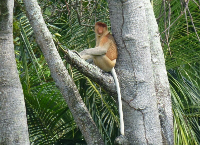 A monkey sitting on a tree branch in a forested area. 4