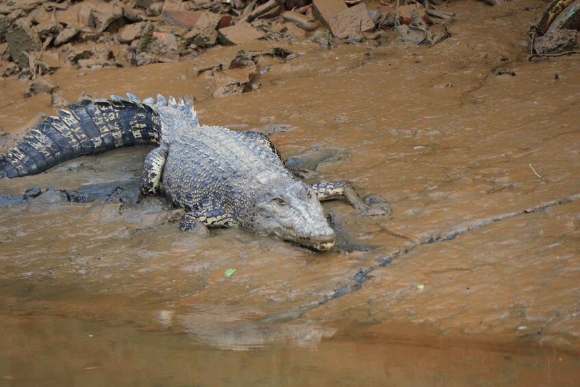 Picture 7 for Activity Brunei Mangrove River Safari 5