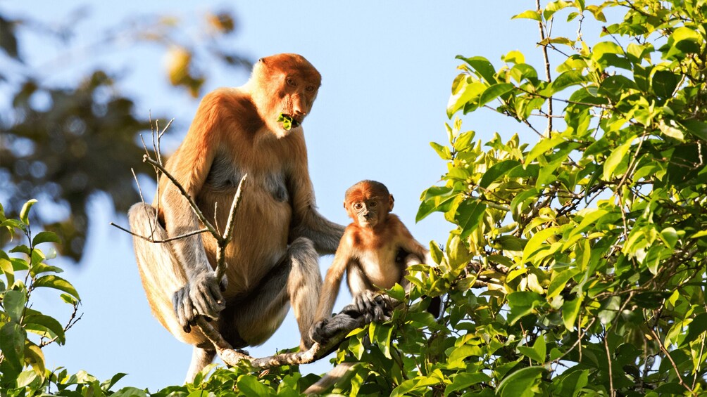 Picture 8 for Activity Brunei Mangrove River Safari 2