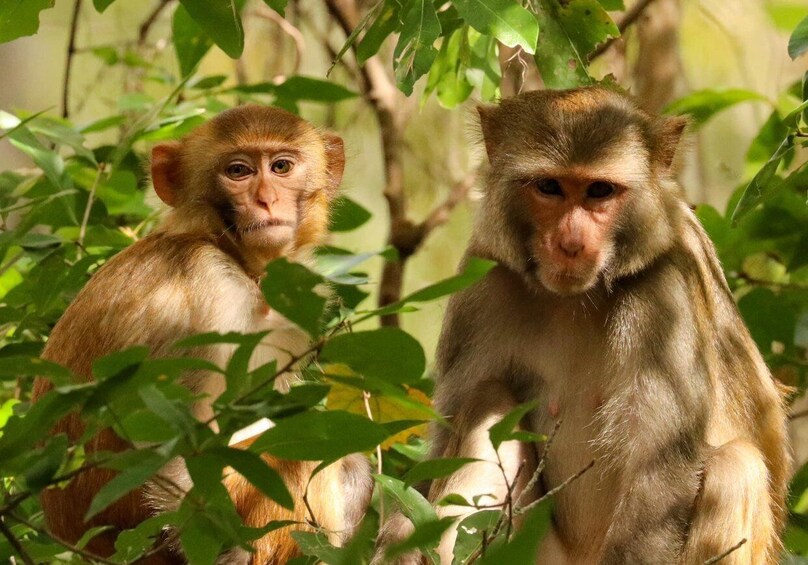 Two monkeys in a green leafy environment. 3