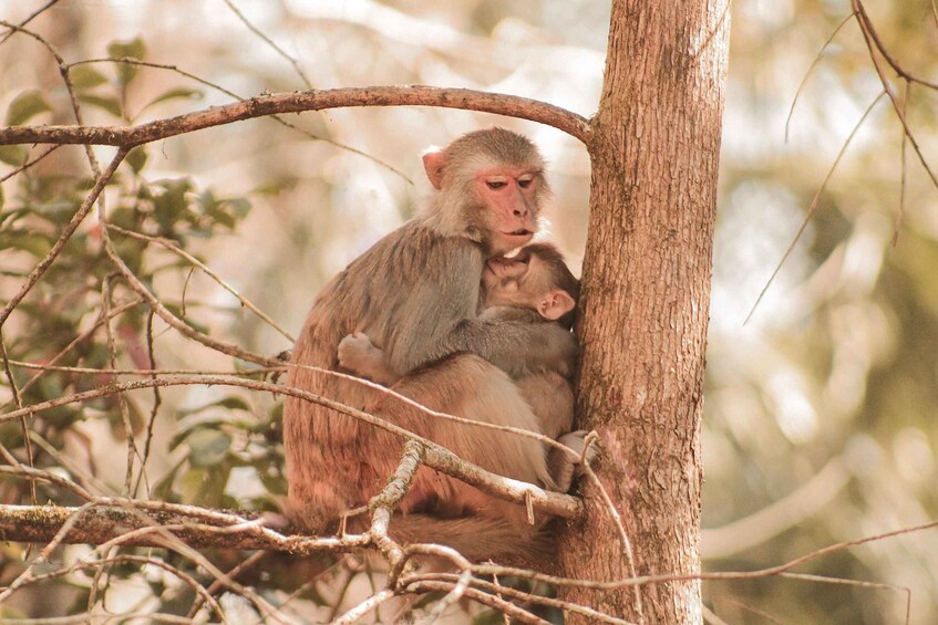 A monkey clinging to a tree branch. 4